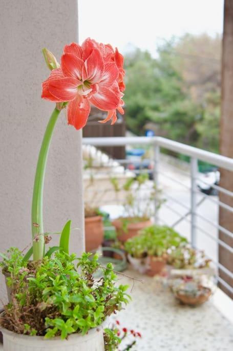 Apartament Sevasti Rafina Zewnętrze zdjęcie